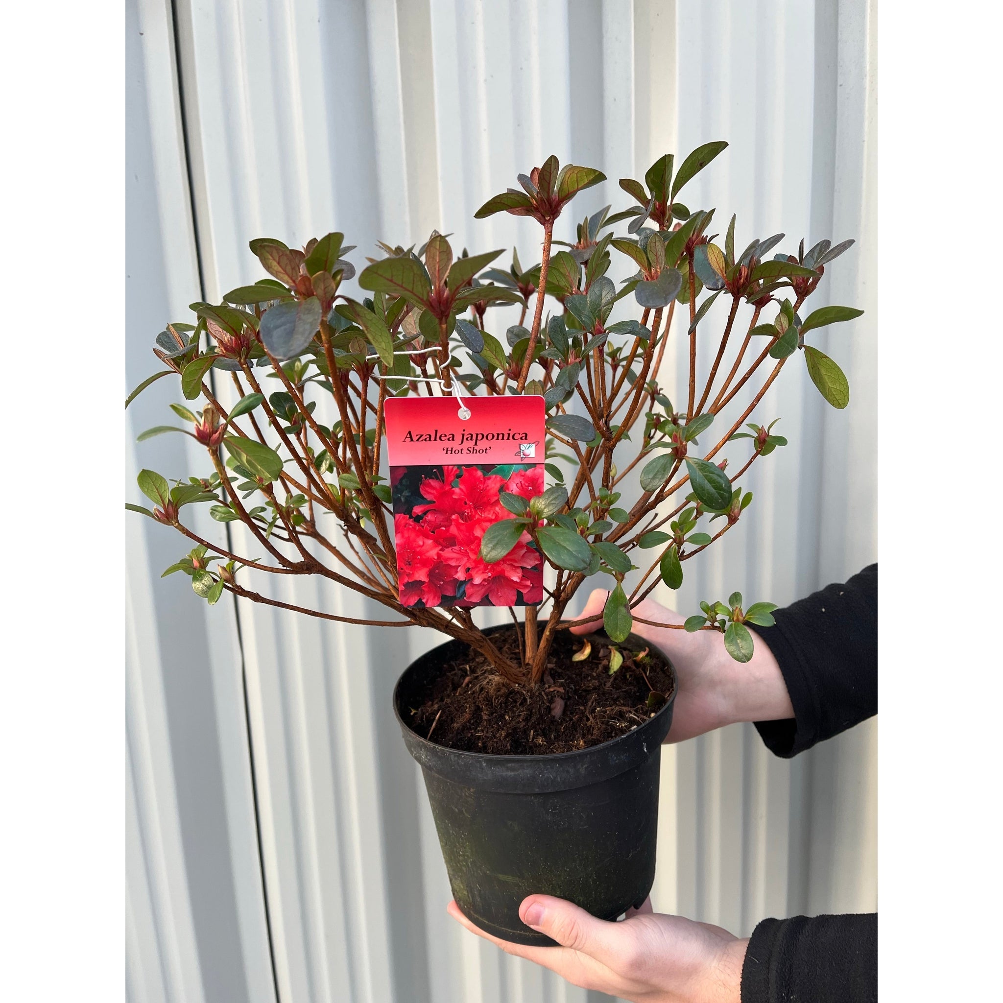 Azalea 'Hotshot' 2L