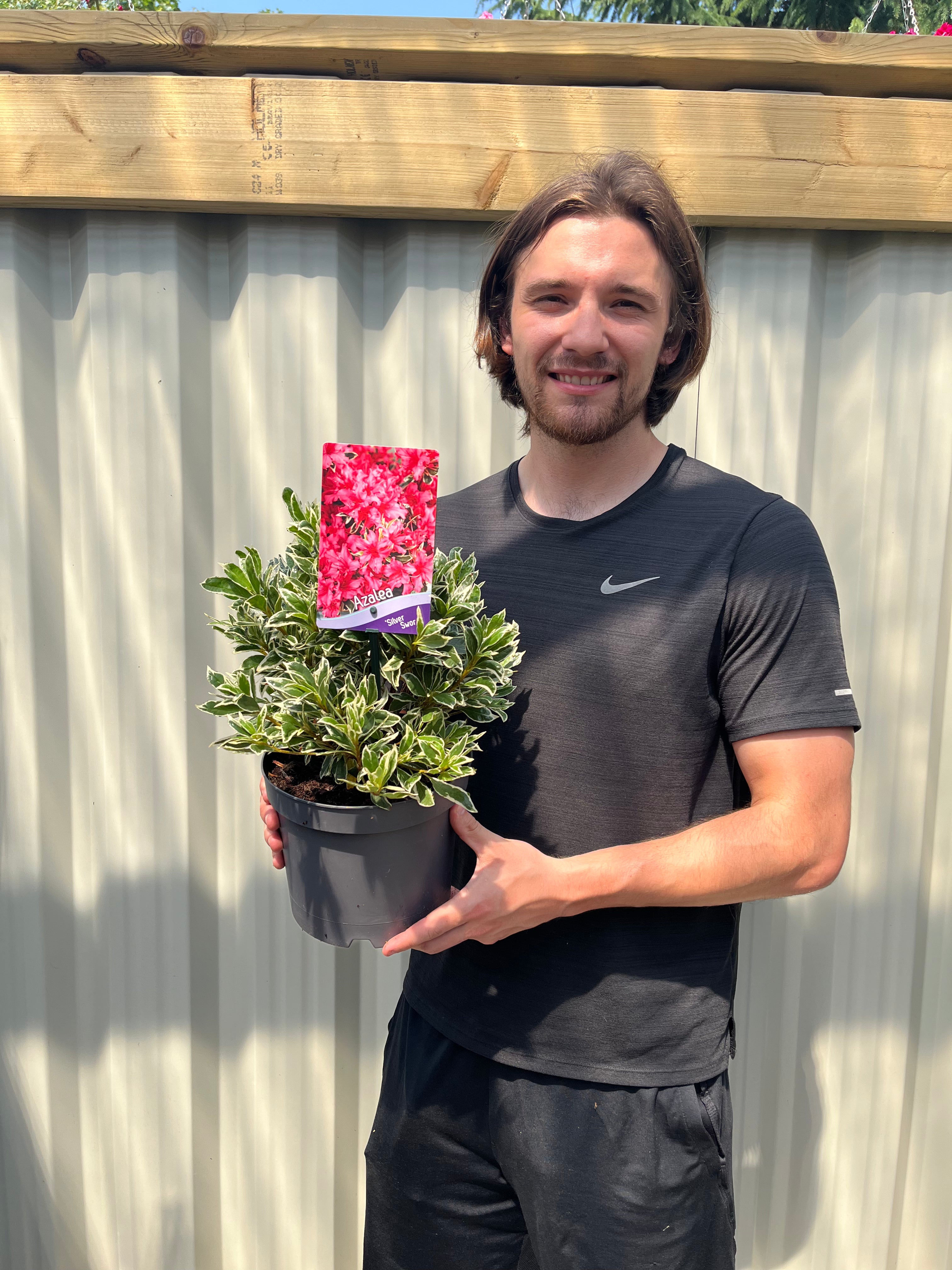 Azalea 'Silver Sword' 1.5L / 3L