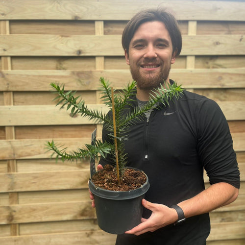Araucaria Araucana | Monkey Puzzle Tree