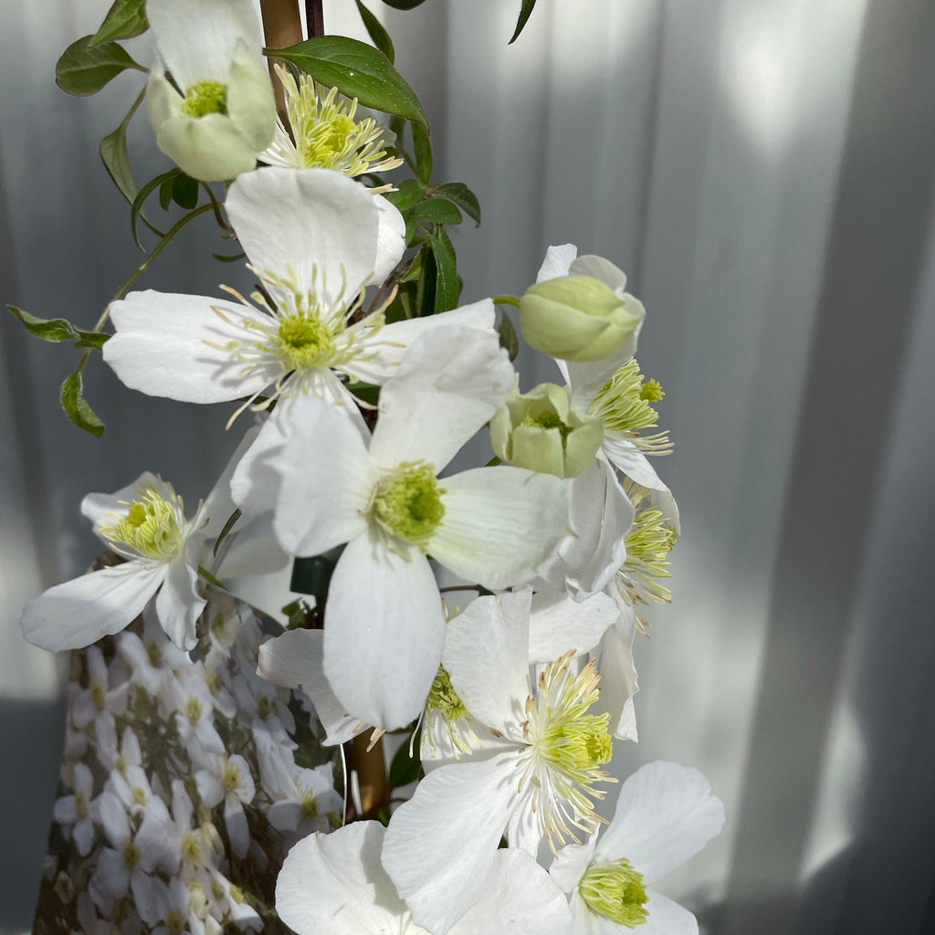 Clematis 'Spring Joy'