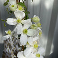 Clematis 'Spring Joy'