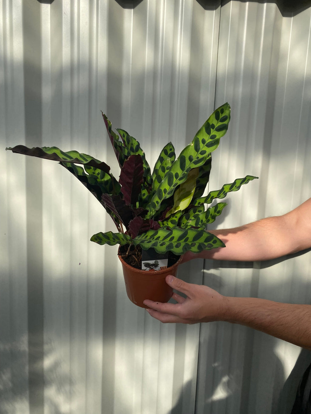 Calathea lancifolia 50cm