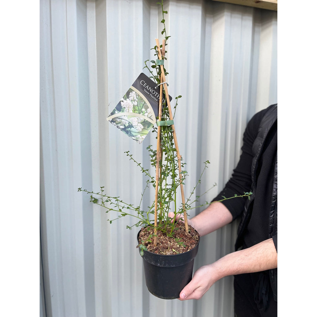 Ceanothus thyrsiflorus 'Snow Flurries' | Evergreen, White Californian Lilac | 2L