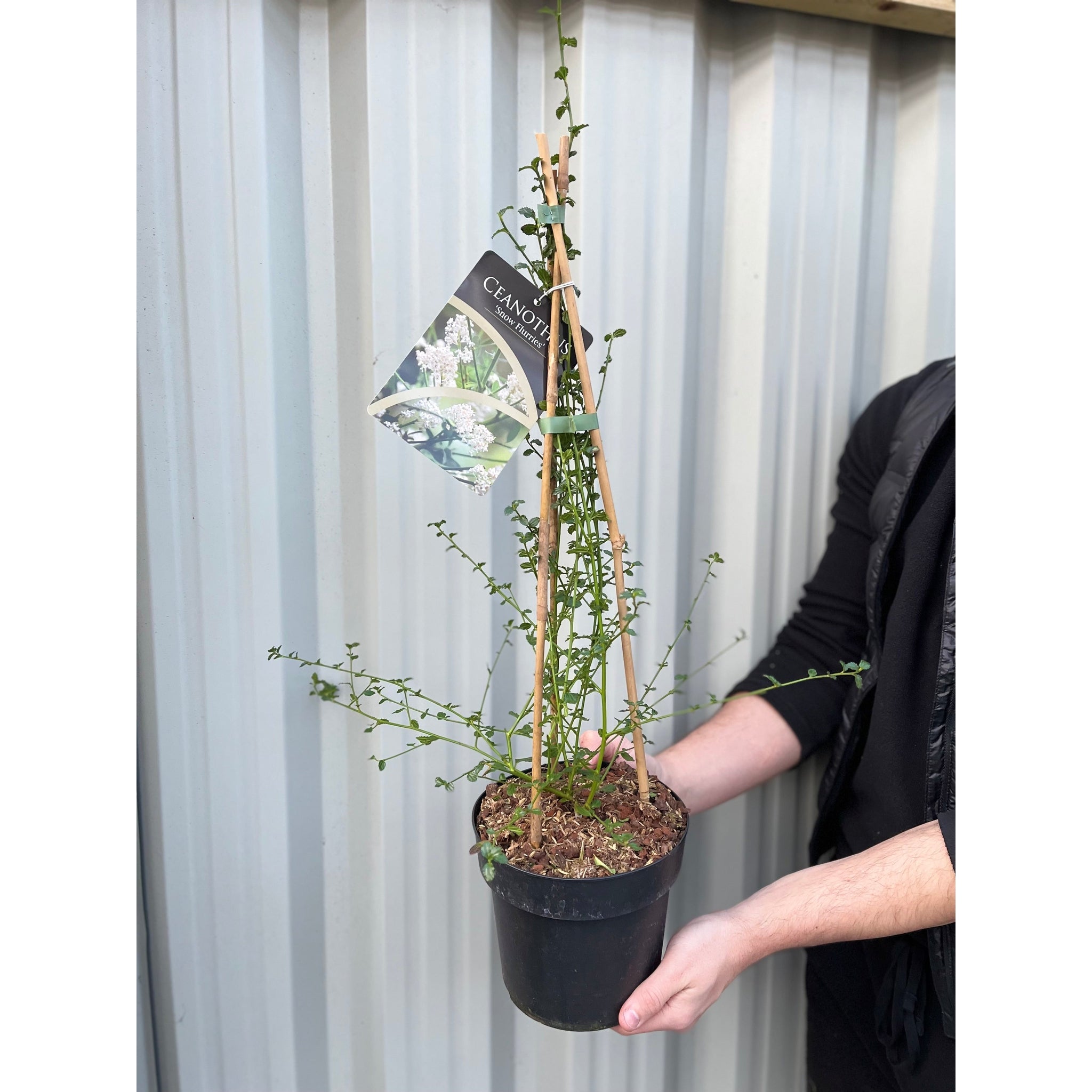 Ceanothus thyrsiflorus 'Snow Flurries' | Evergreen, White Californian Lilac | 2L
