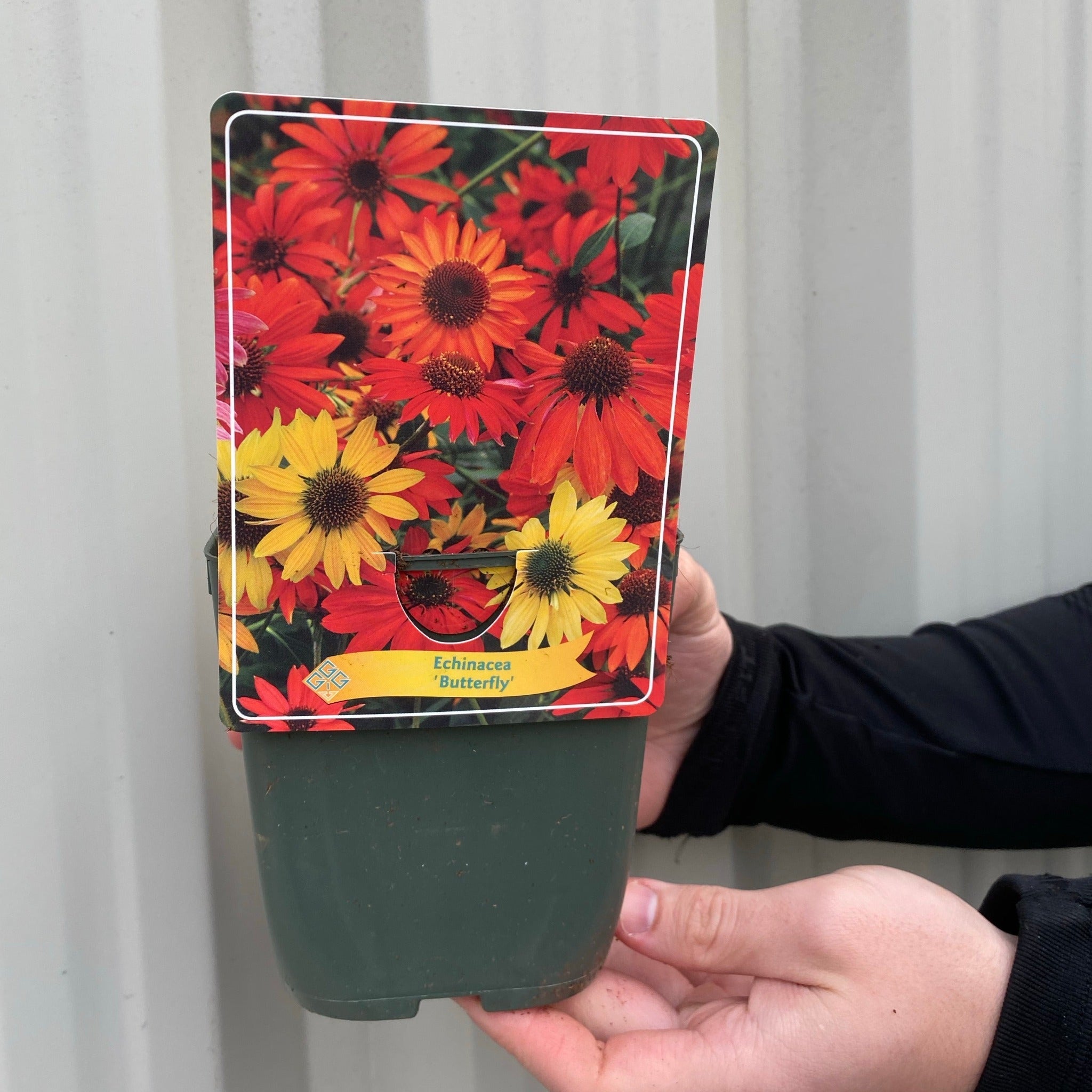 Echinacea purpurea 'Butterfly' 1.5L
