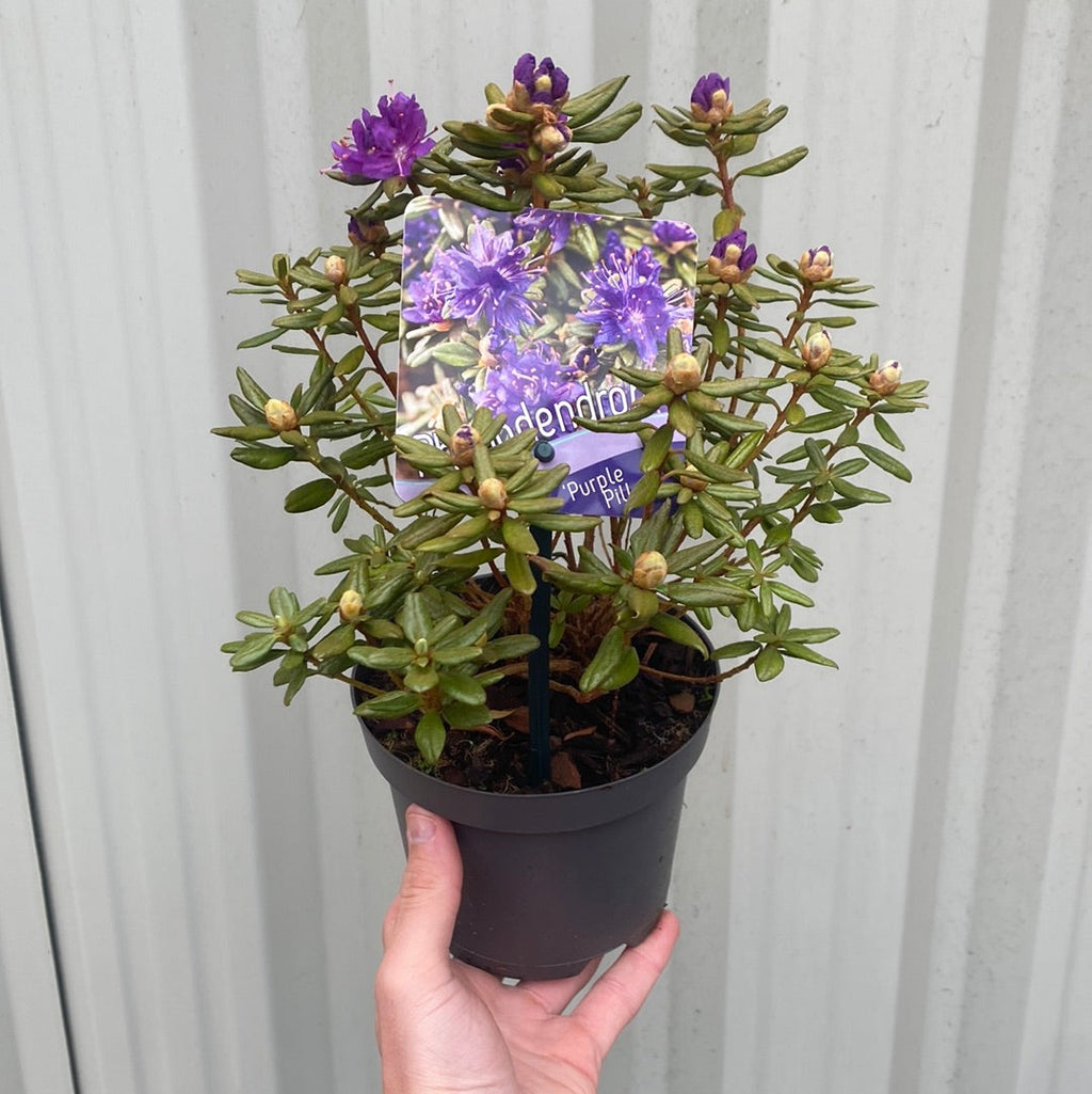 Dwarf Rhododendron 'Purple Pillow' 1L