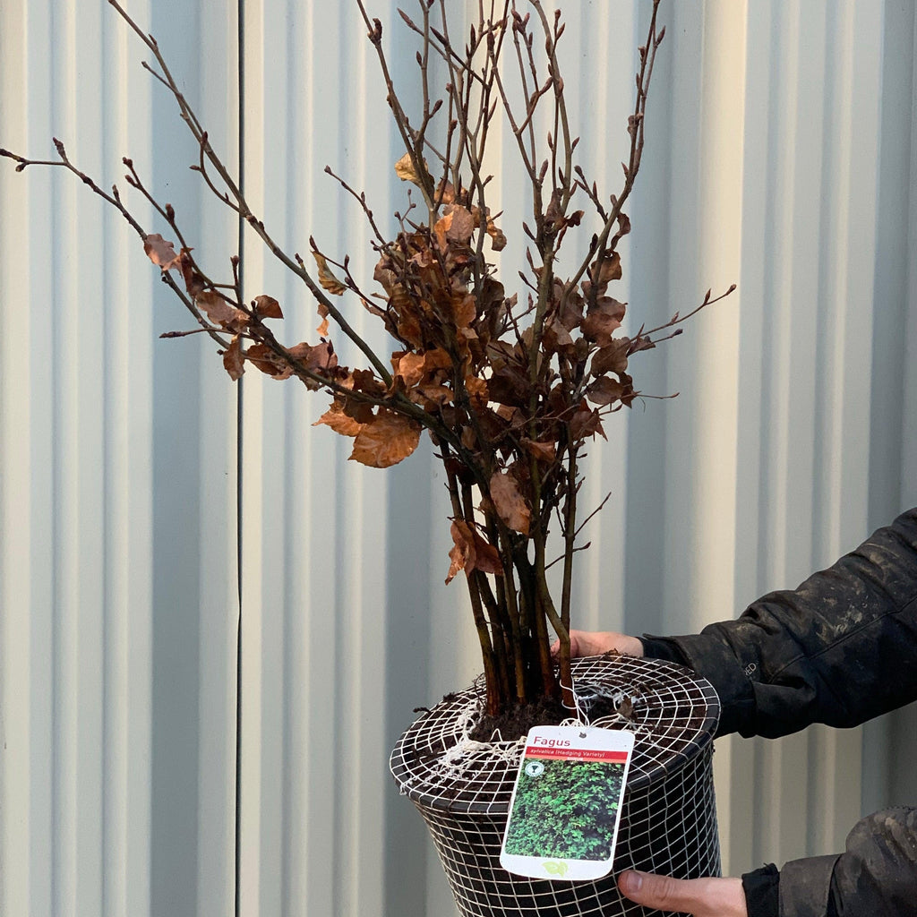 Fagus - Beech Hedging (10 Plants)