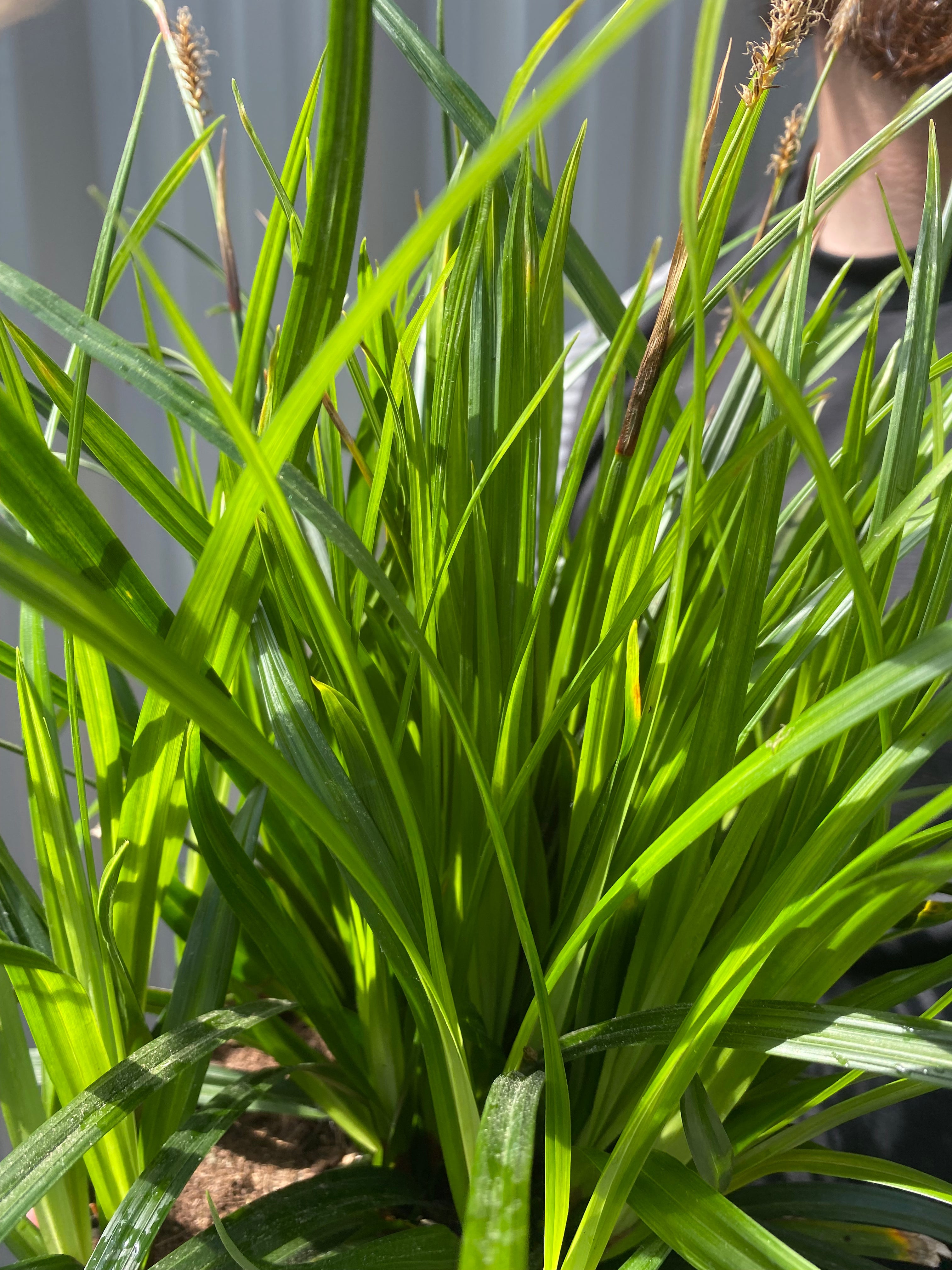 Carex oshimensis 'Irish Green' 2L / 3L Pre order dispatch end of Jan