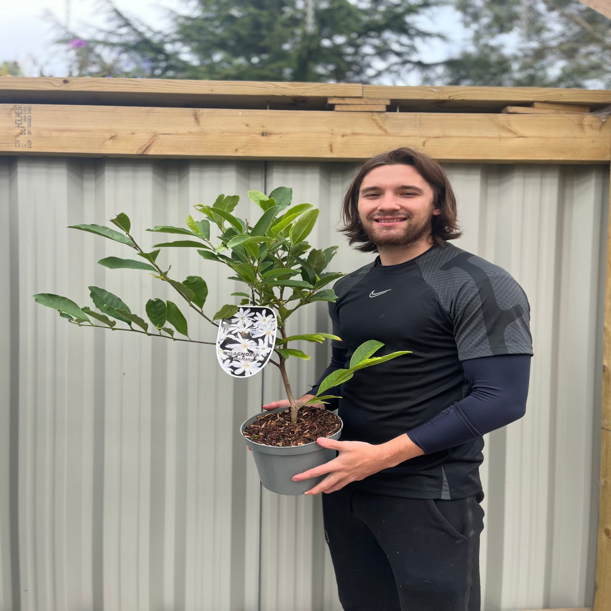 Magnolia stellata | Star Magnolia 9cm - 5L