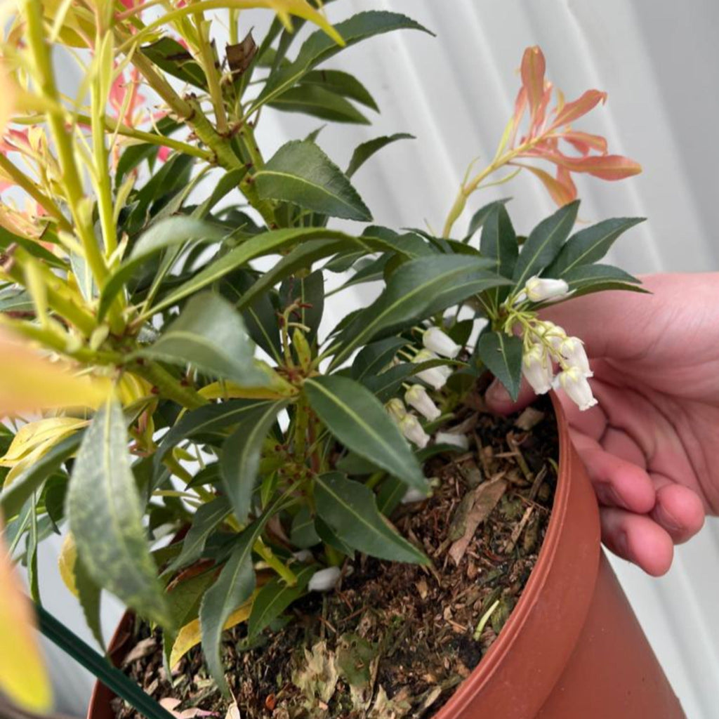 Pieris japonica Forest Flame (2 sizes available)