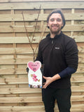 Ornamental Flowering Cherry Blossom Tree Dwarf - Prunus serrulata 'Kanzan' (2 Sizes Available)