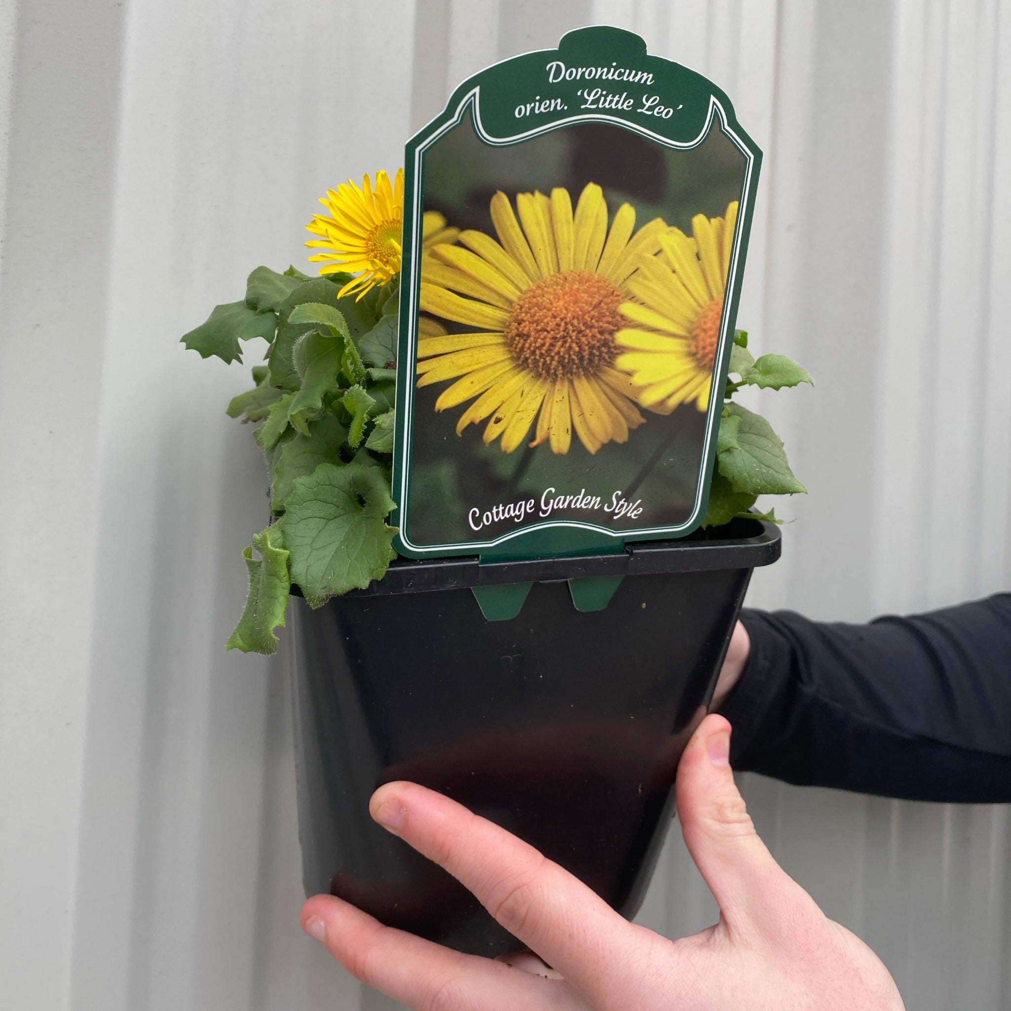 Doronicum caucasicum  'Little Leo' 2L