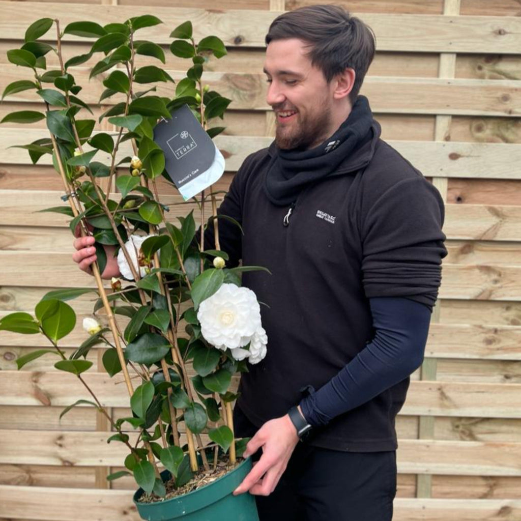 Camellia japonica 'Nuccio's Gem' 2L / 5L (100cm)
