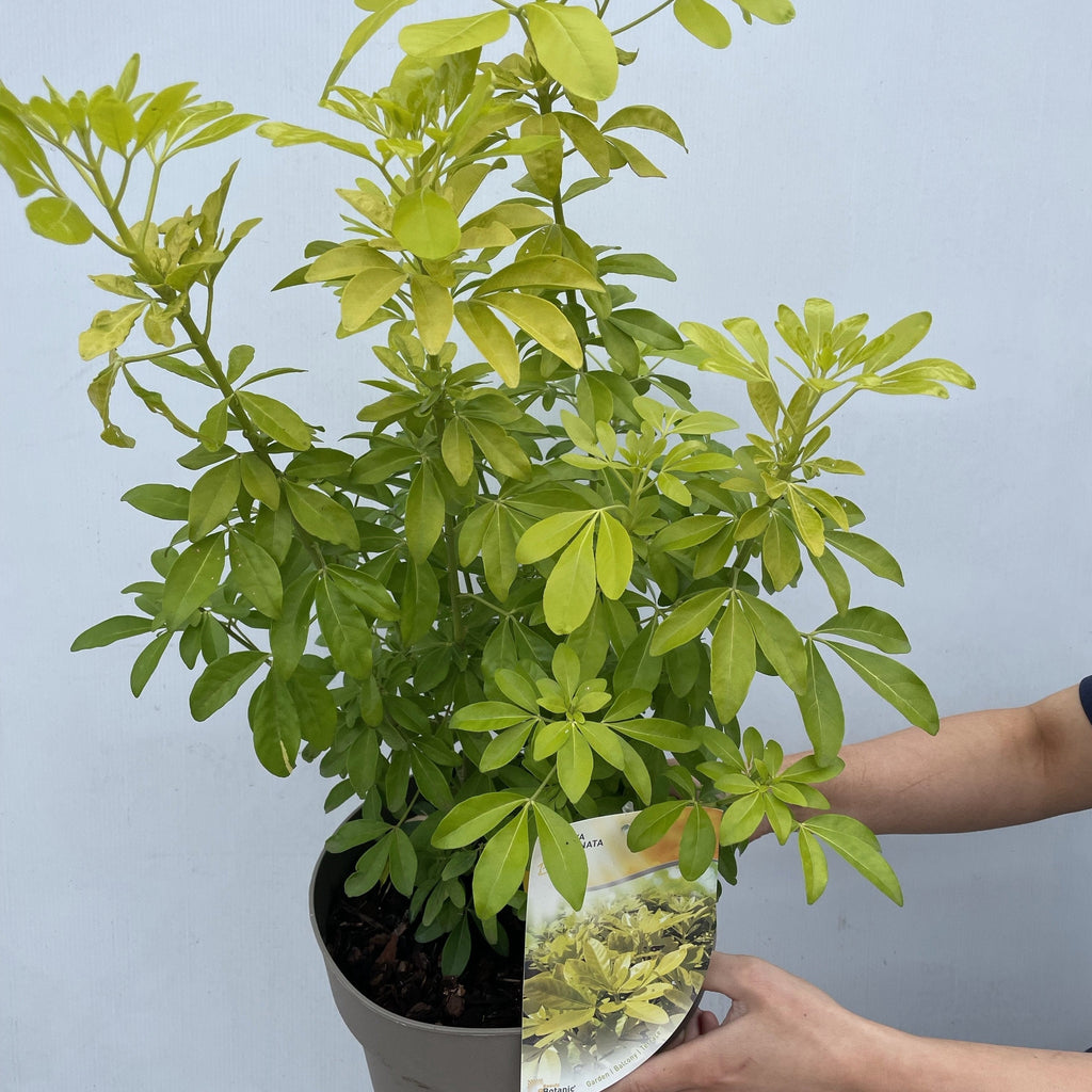 Choisya ternata Sundance - Brica/Lich 9cm-5L