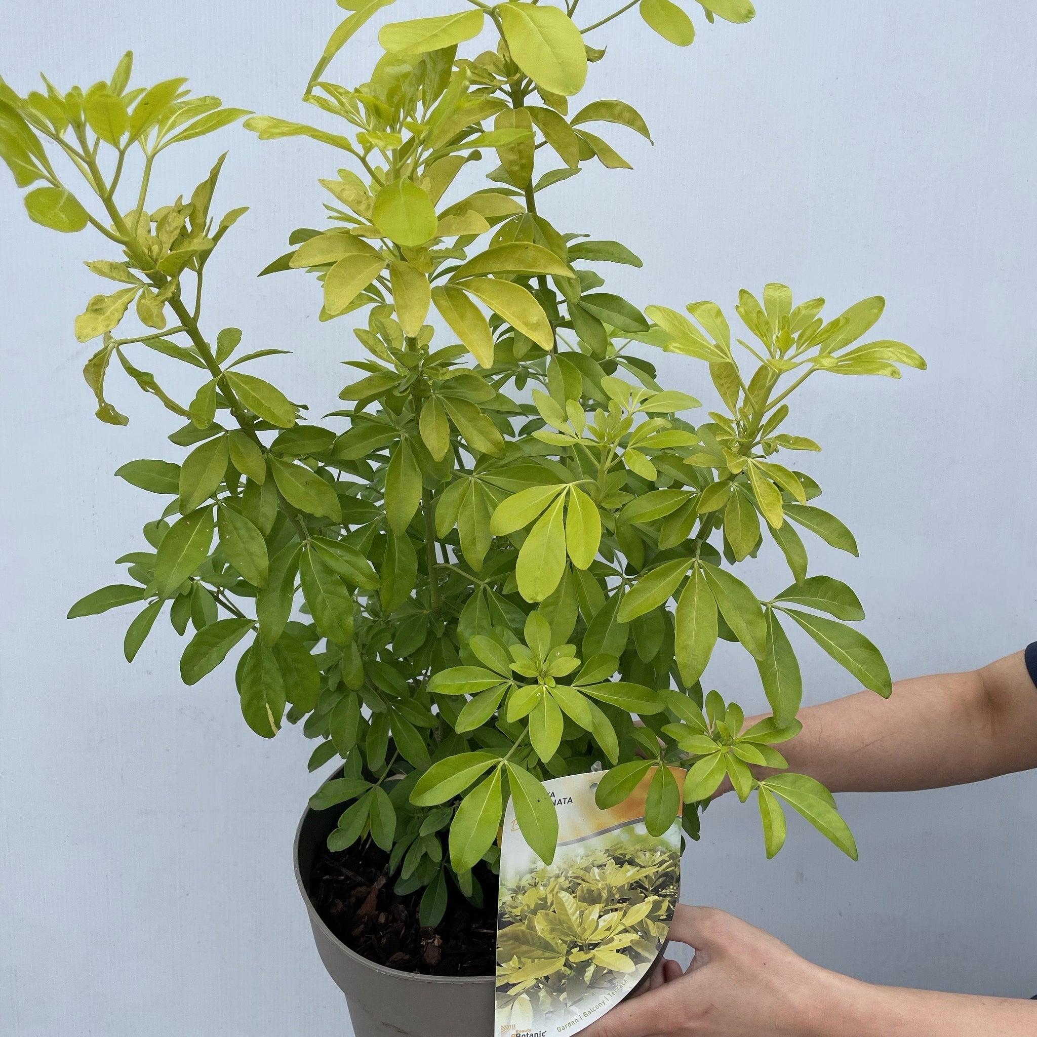 Choisya ternata Sundance - Brica/Lich 9cm-5L