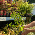 Acer palmatum 'Orange Dream' 10.5cm / 2L / 3L / 10L