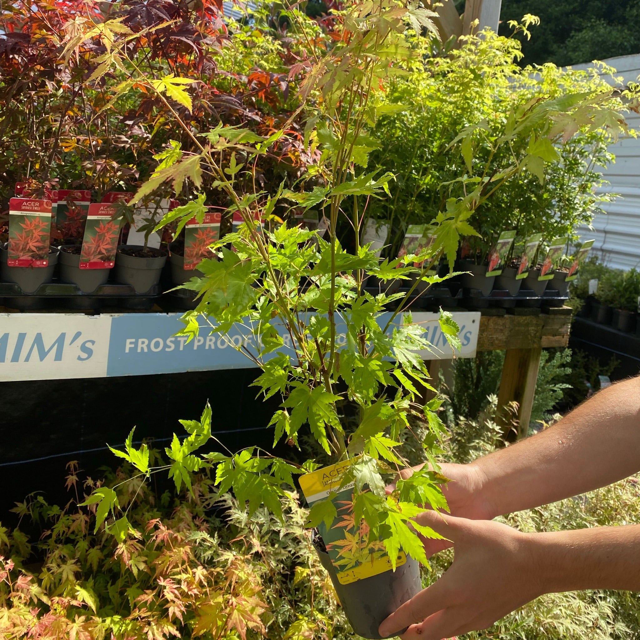 Acer palmatum 'Orange Dream' 10.5cm / 2L / 3L / 10L