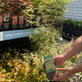 Acer palmatum 'Butterfly' 10.5cm / 2L / 3L