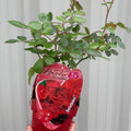 Patio Roses - Statchmo