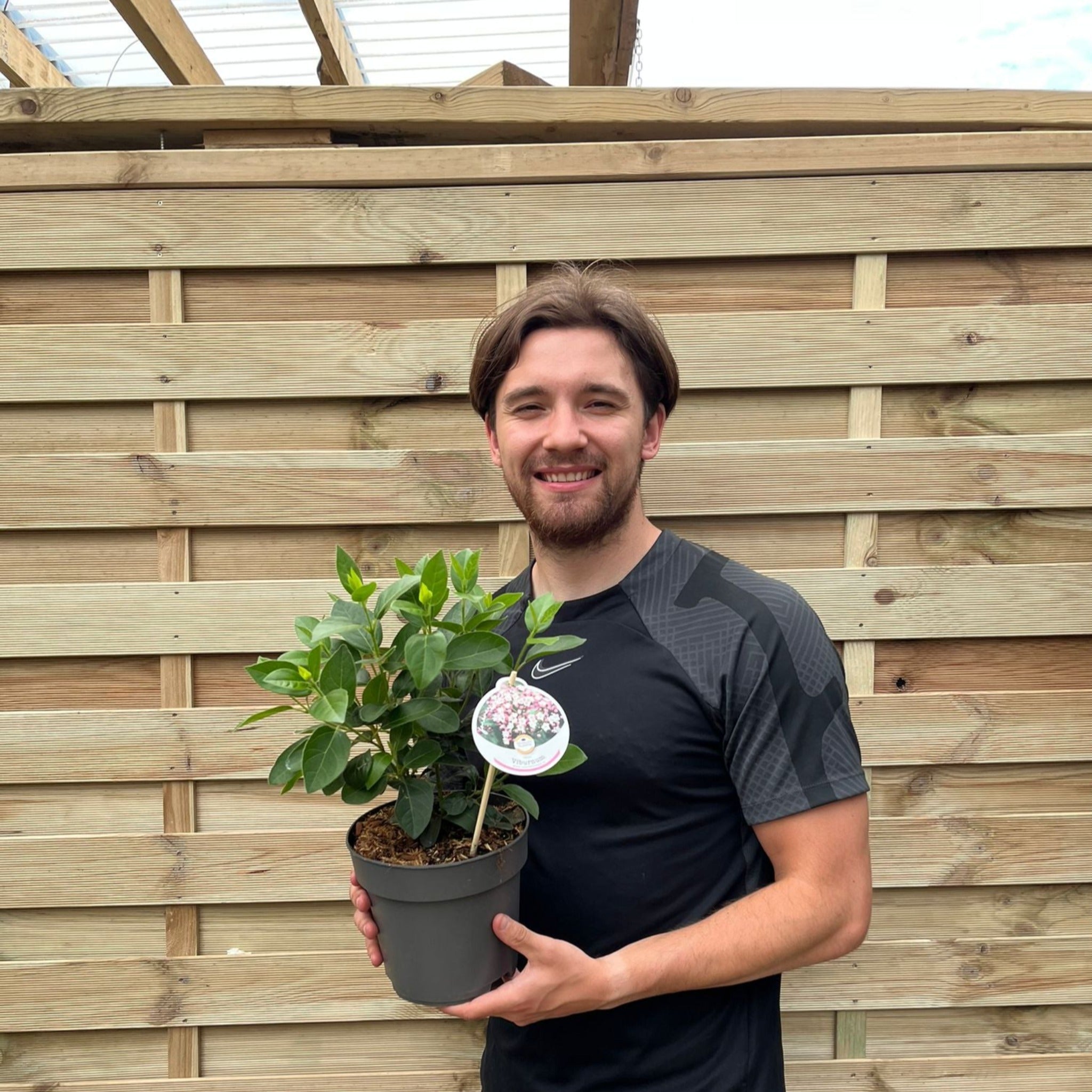 Viburnum tinus 2L / 5L