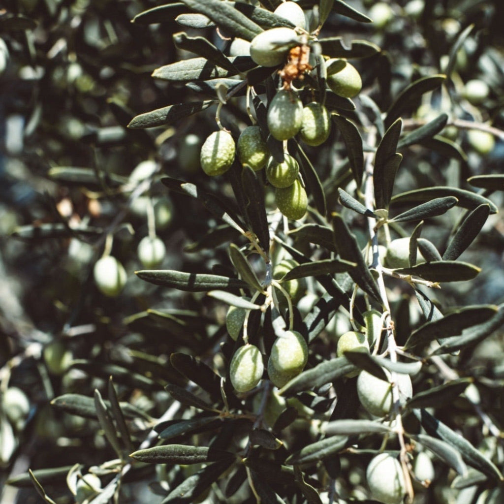 Olive Tree 35L 1.7-1.8m