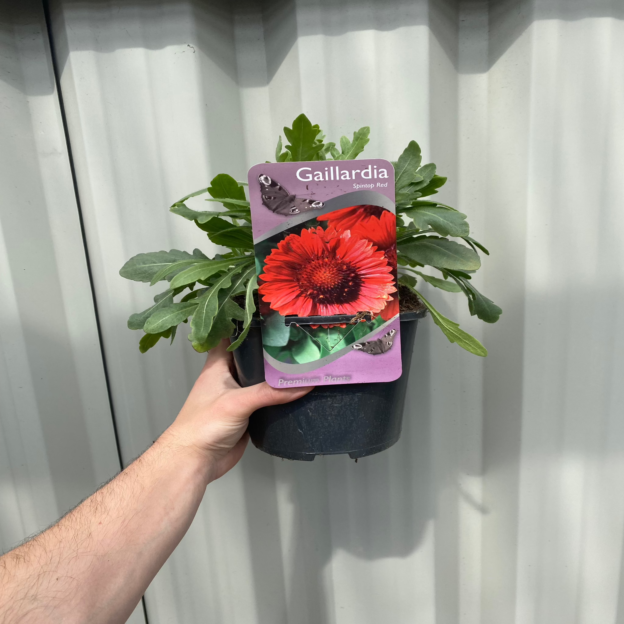 Gaillardia - Spintop Red (Blanket Flower) 2L