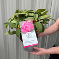 Rhododendron 'Germania' 2L /5L