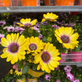 Osteospermum (Cape/African Daisy) 12cm Pot