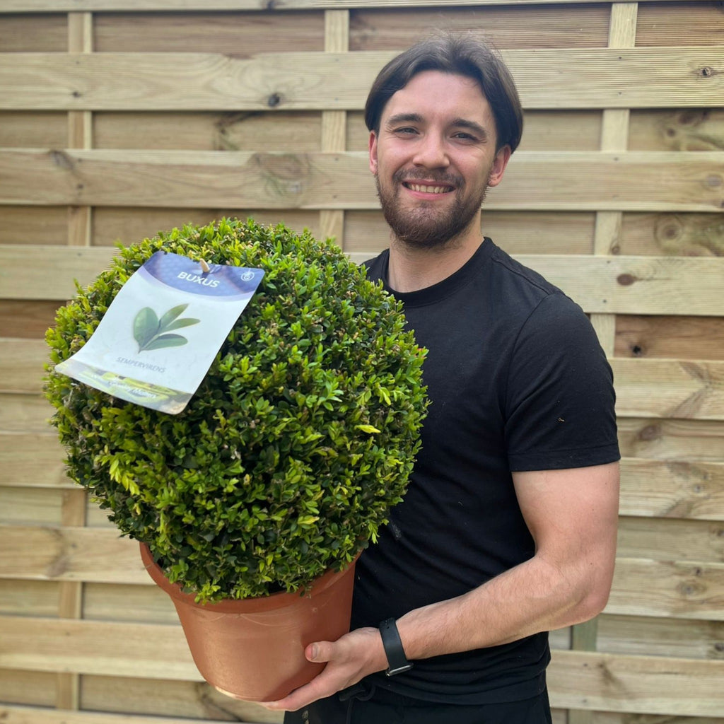 Buxus/Topiary Ball (Buxus sempervirens)