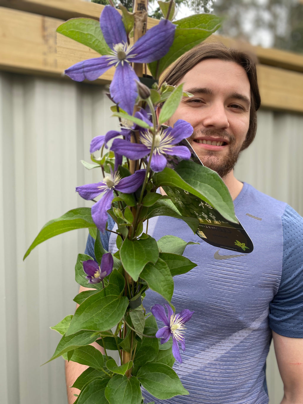 Clematis 'Arabella'