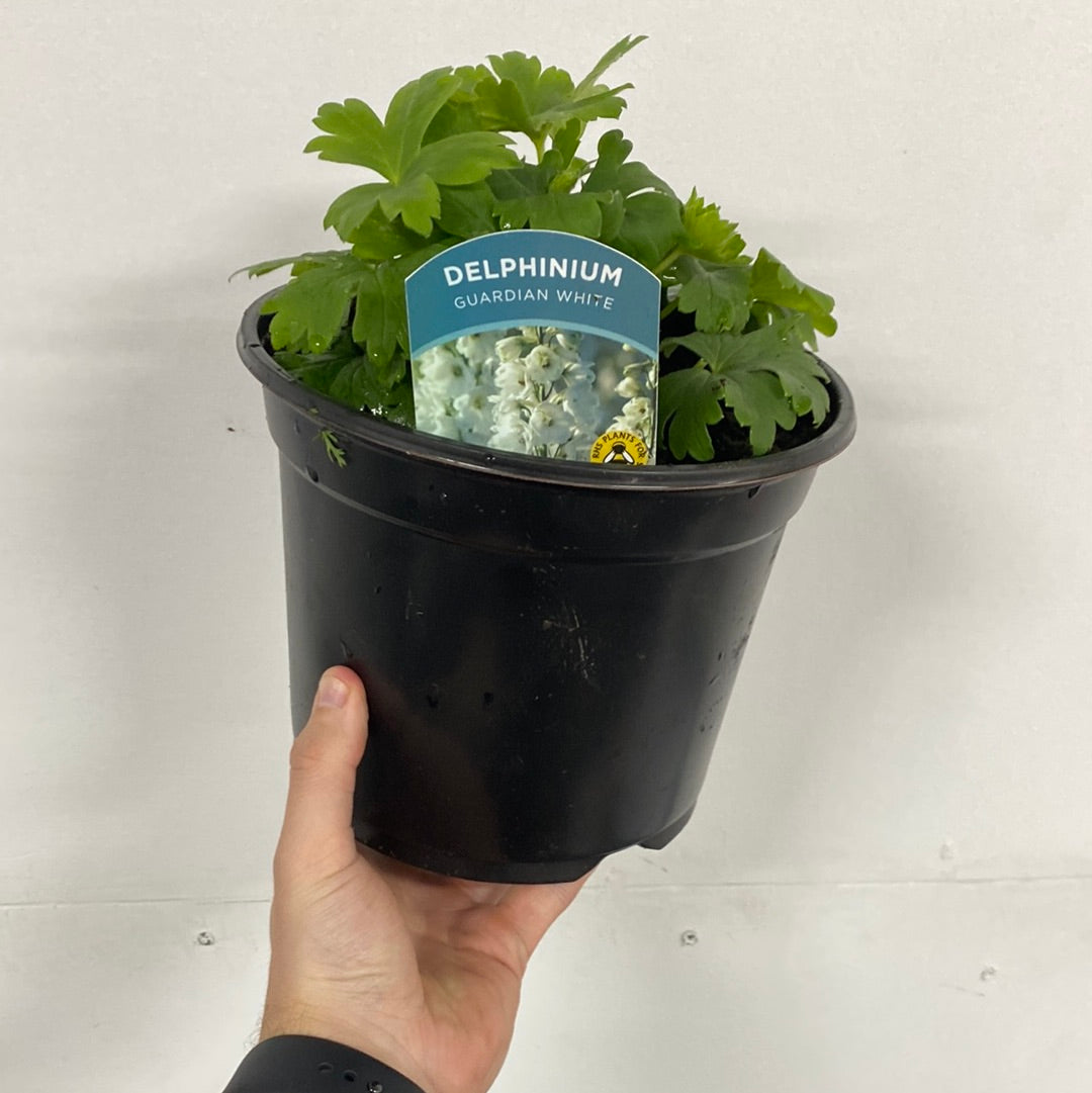 Delphinium elatum Guardian White 3L