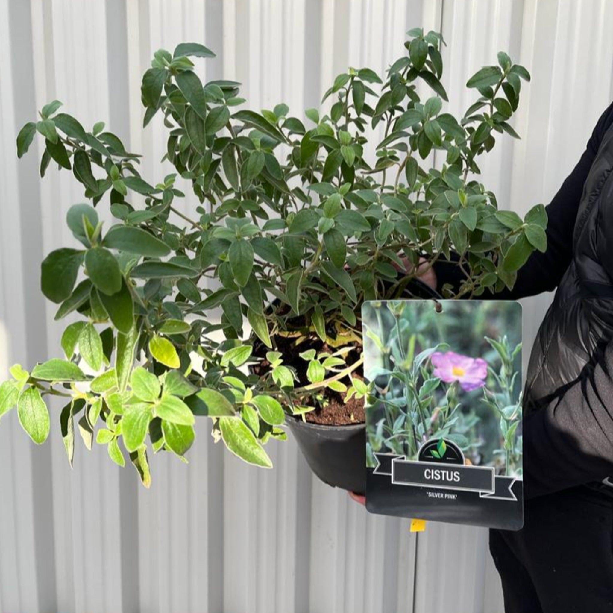 Cistus x Silver Pink Rock Rose 10L