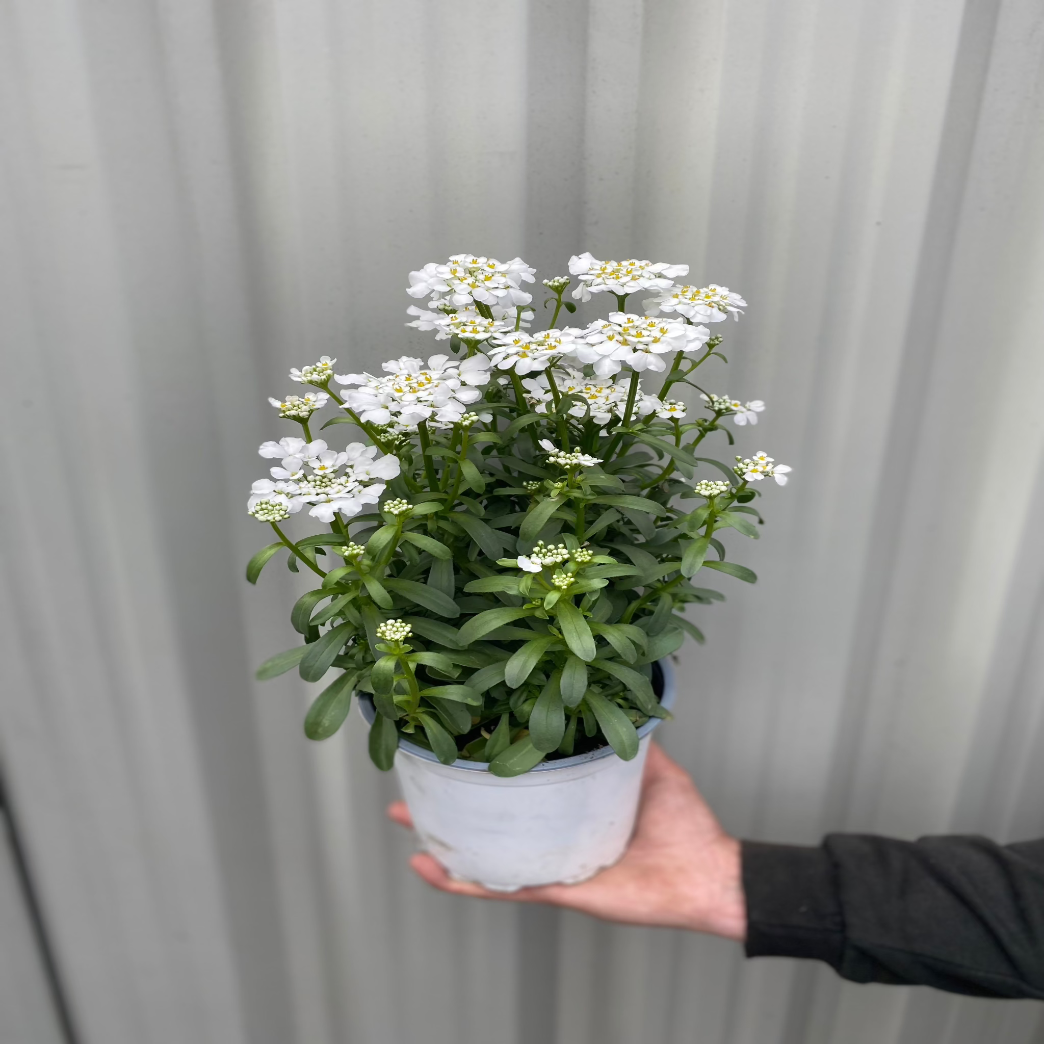 Iberis sempervirens 'Fishbeck' 2L