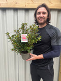 Azalea japonica 'Thierry' 2L