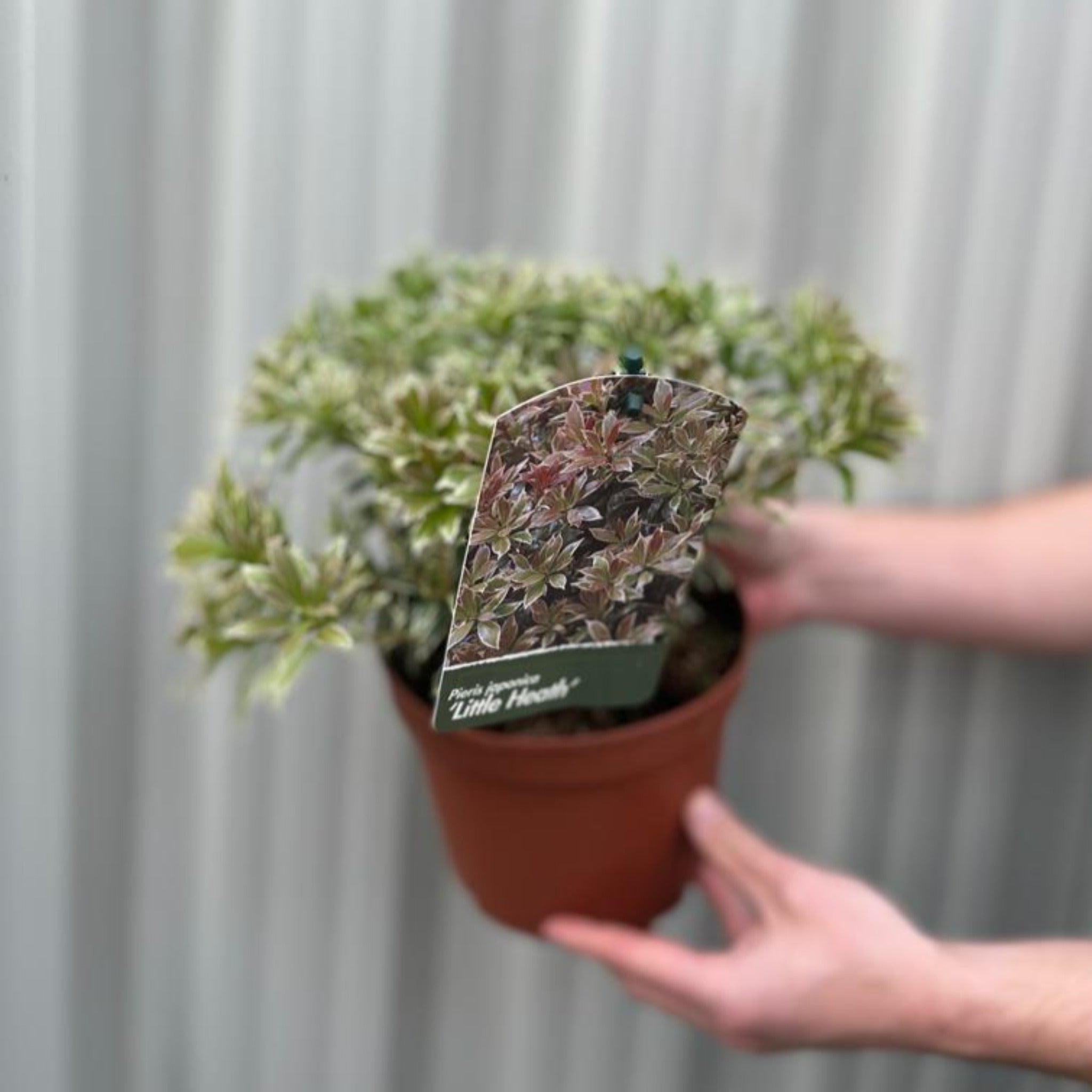 Pieris japonica Little Heath 9cm / 1L / 2L