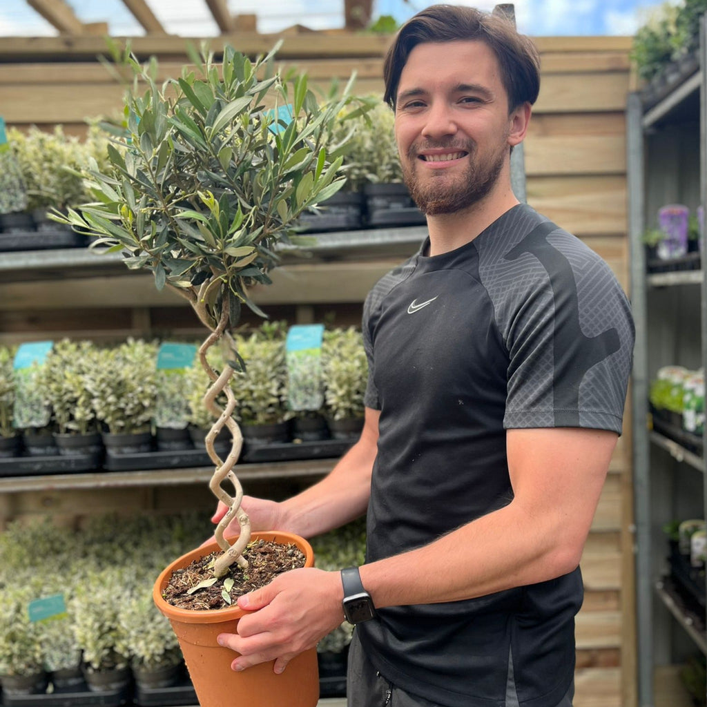 Double Spiral Stem Olive Tree | Hardy Evergreen Potted Tree | 70-80cm