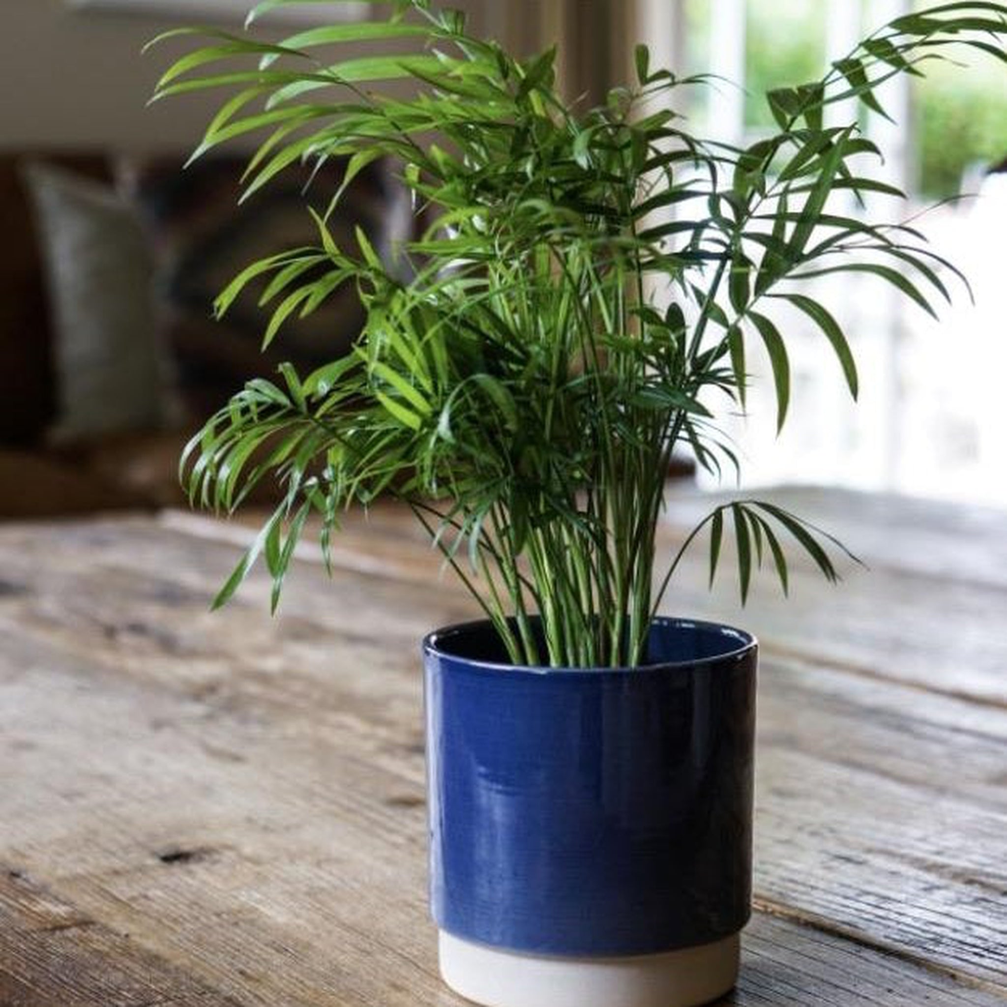 Parlour Palm 40-50cm
