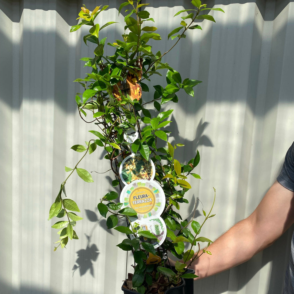 Trachelospermum jasminum 'Star of Toscana' (Yellow Evergreen Star Jasmine)