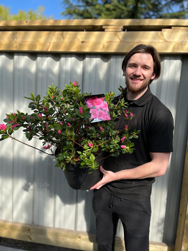 Azalea 'Conny' 1.5L/2L/10L
