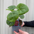 Hollyhock (Alcea) Chater's Red 9cm