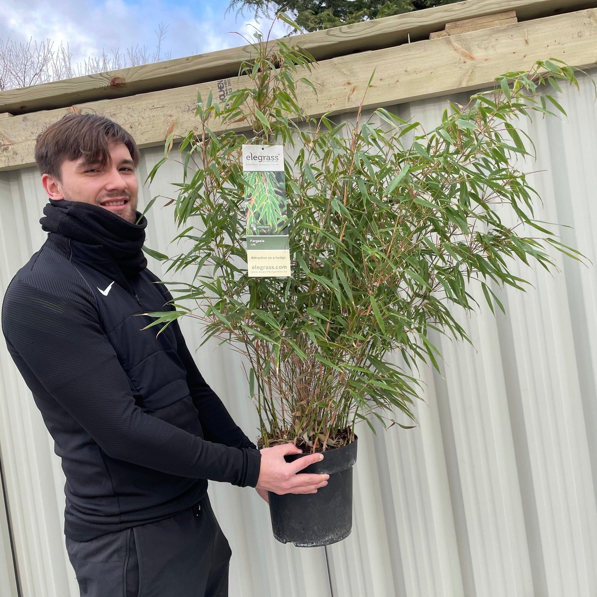 Fargesia Rufa 'Woody Bamboo' 80cm (Multibuy Offers Available)