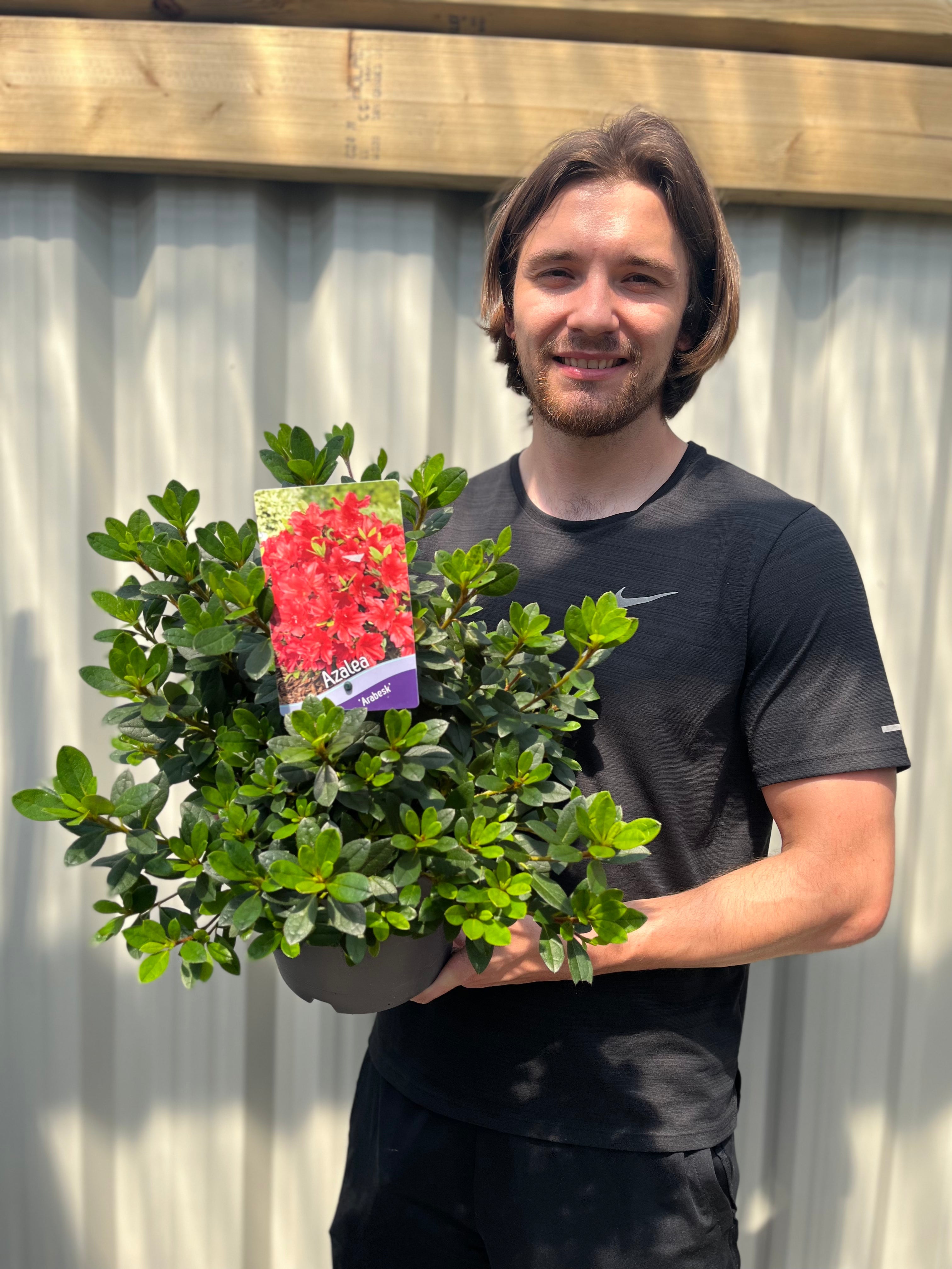 Azalea 'Arabesk'