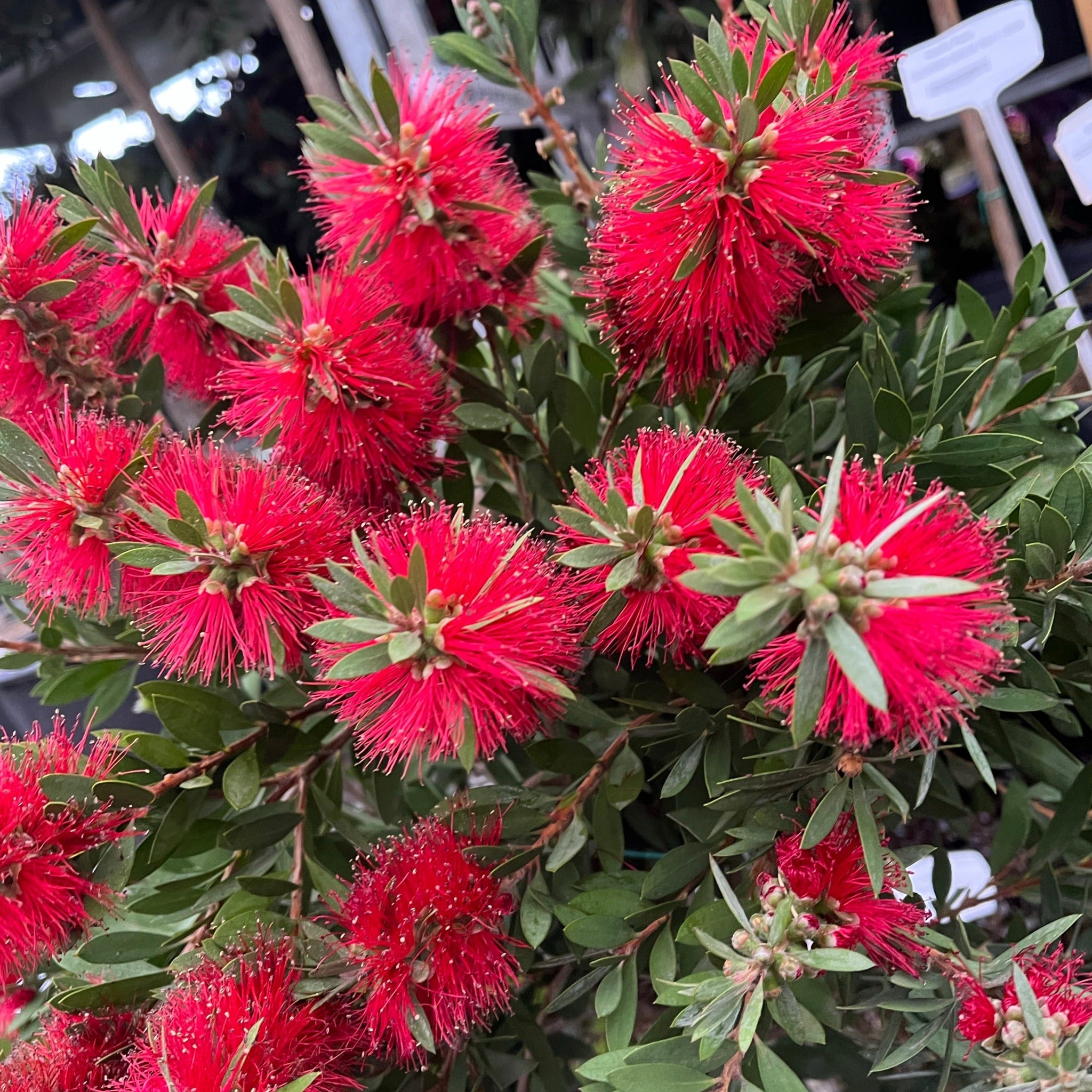 Standard Callistemon 'Kingpark' (Bottle Brush) 4L (90-100cm)