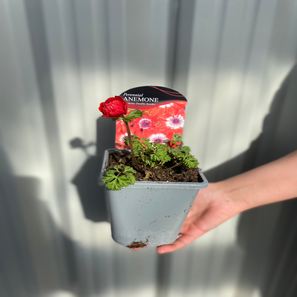 Anemone coronaria Harmony Double Scarlet 1L
