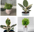 Ficus Mix