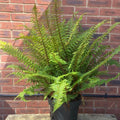 Established Dryopteris Fern - 10L
