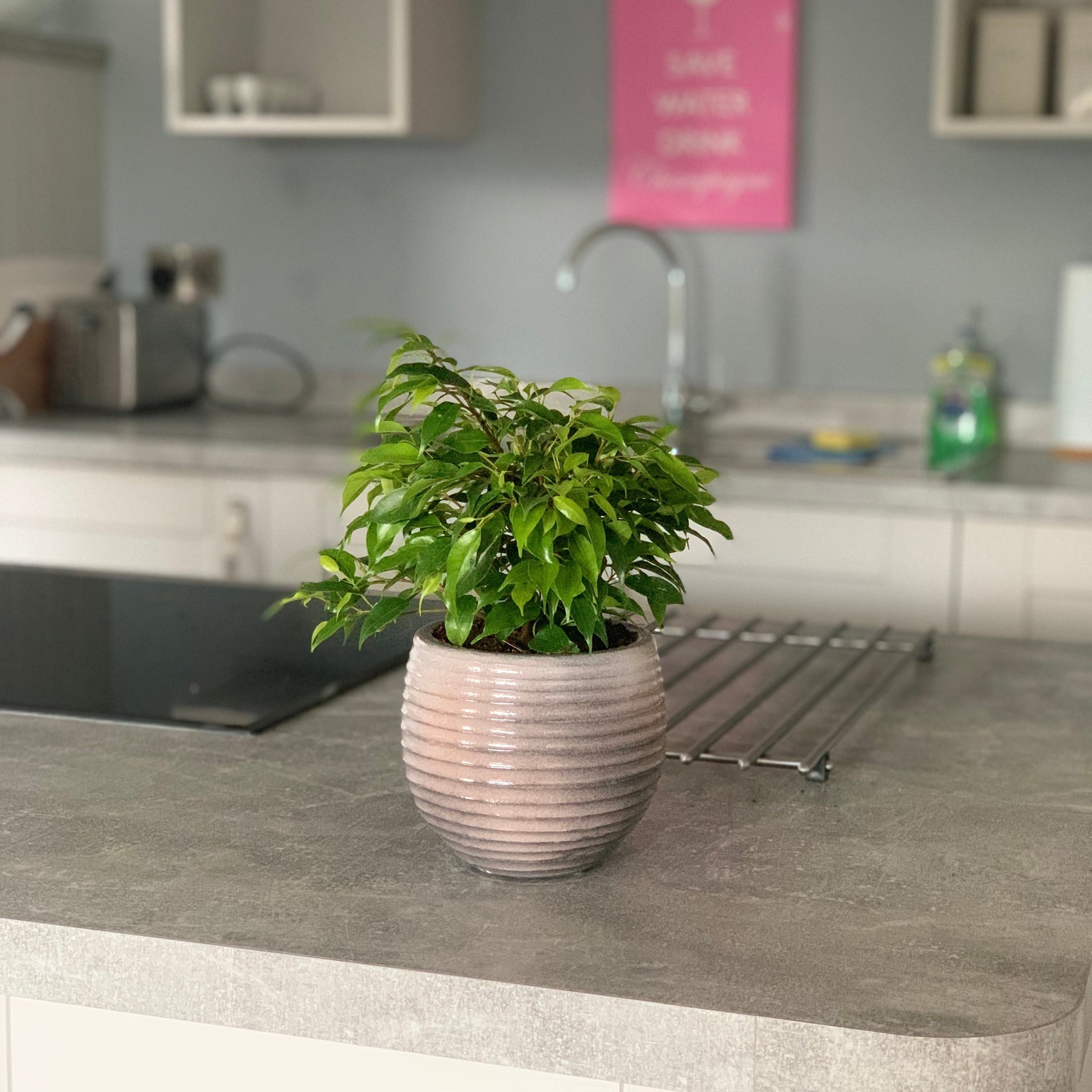 Ficus Benjamina Green Kinky (Weeping Fig) 30cm