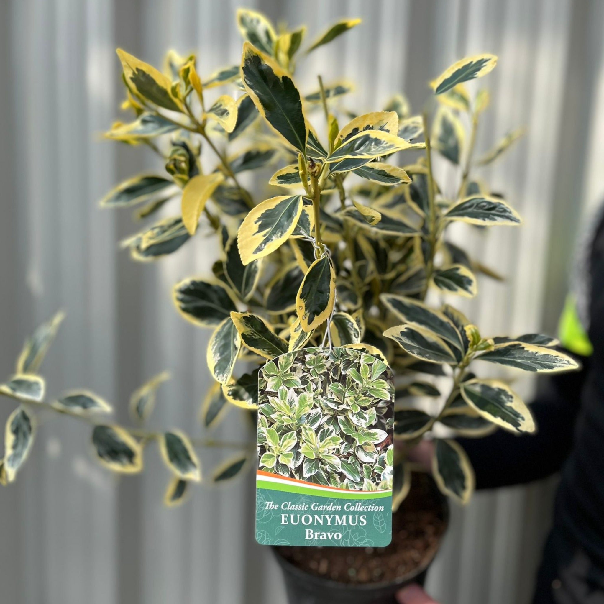 Euonymus japonicus 'Bravo' 9cm / 3L