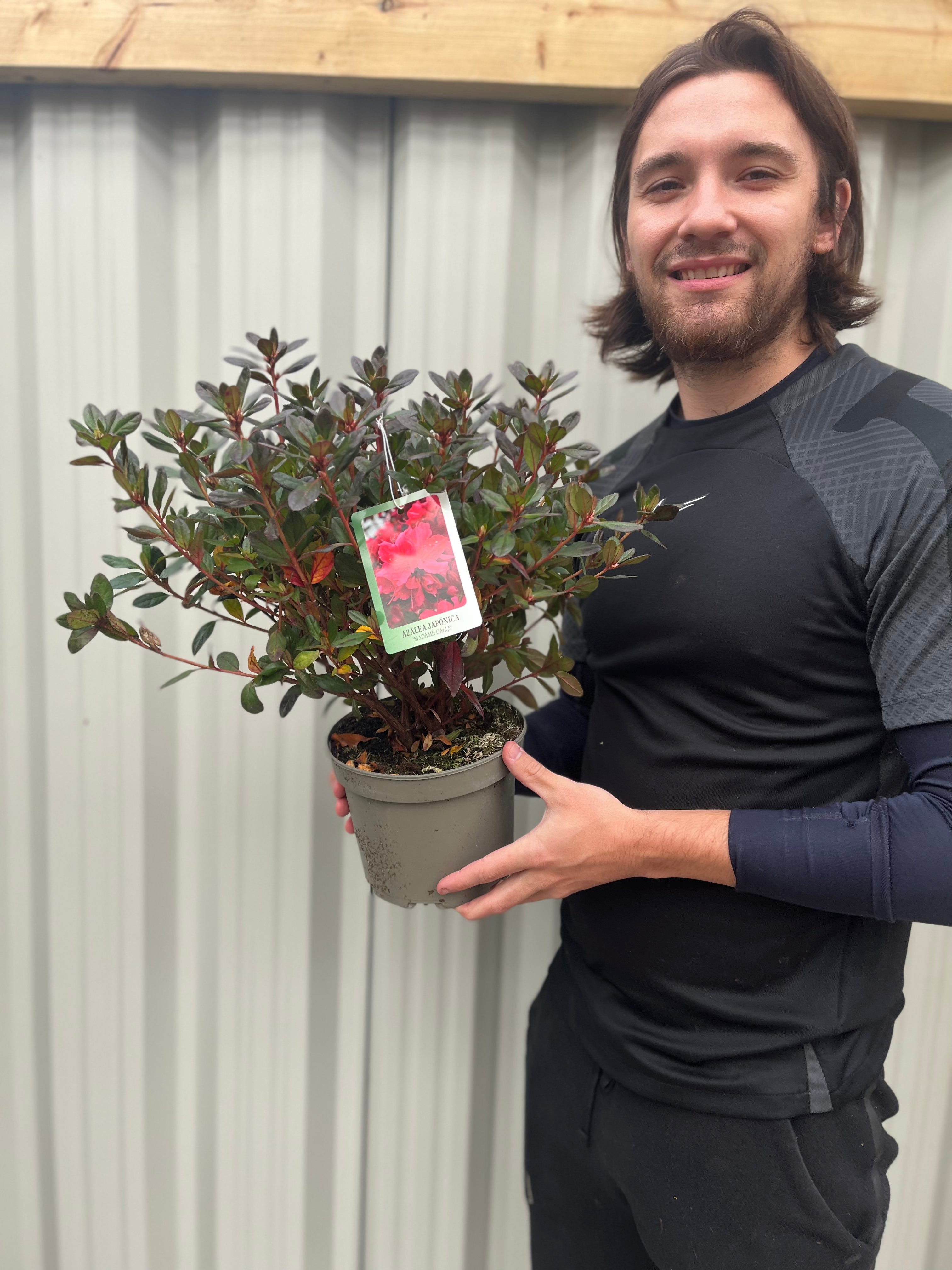 Azalea japonica 'Madame Galle' 2L
