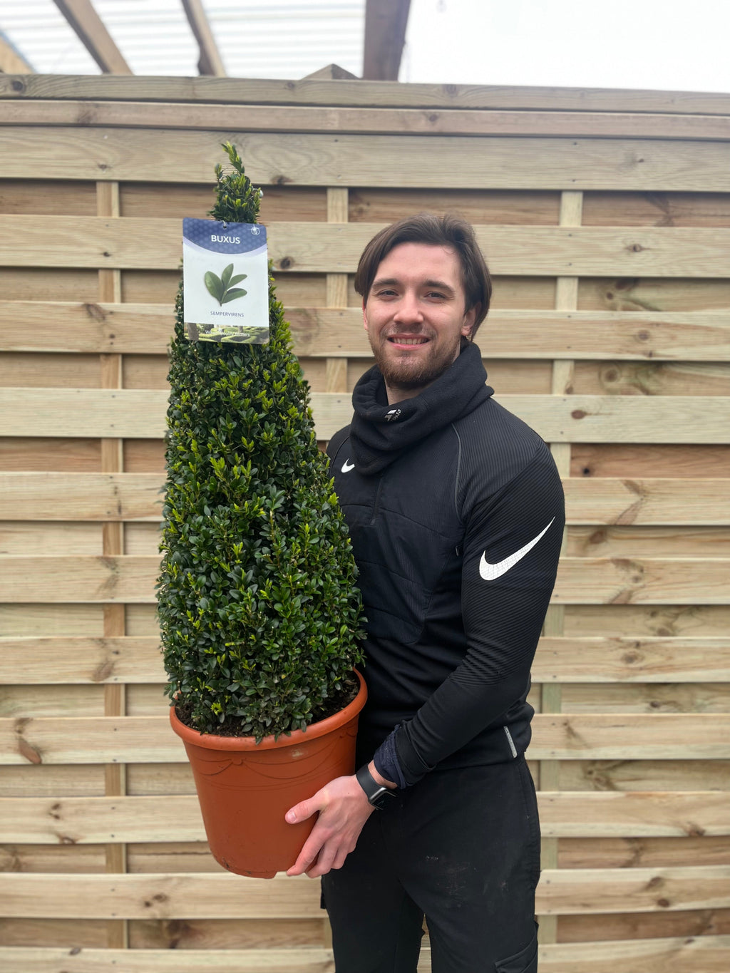 Buxus Topiary Cone 1m (10L)